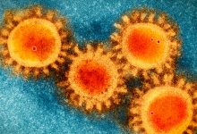 The COVID-19 coronavirus epidemic has a natural origin, scientists say